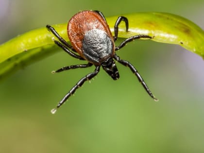 В Прикамье с начала сезона от укусов клещей пострадали более полторы тысячи детей