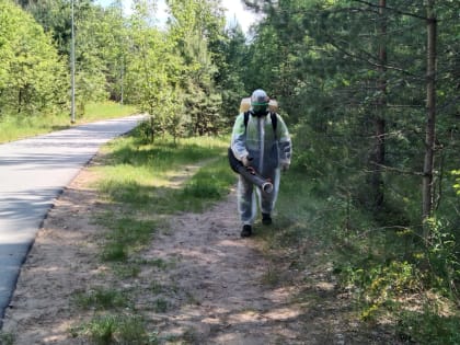 В городских лесах Перми началась повторная противоклещевая обработка