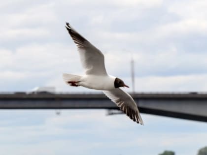 В Пермском крае объявили карантин по птичьему гриппу из-за погибшей  чайки