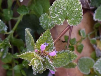 В Пермском крае в ночь на субботу 29 апреля похолодает до -8 градусов