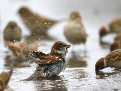 На северо-востоке Прикамья погода всю неделю будет прохладной
