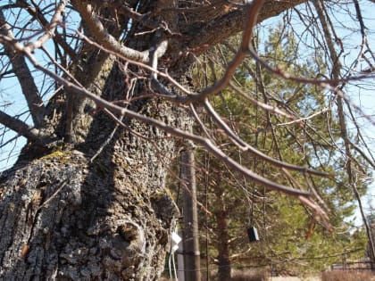 ​По-летнему теплый: синоптики поделились прогнозом погоды в Пермском крае на грядущий май