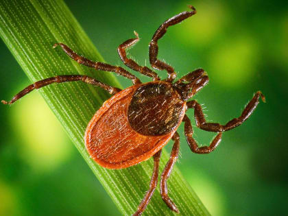 На этой неделе 7 жителей Чайковского заболело клещевым боррелиозом