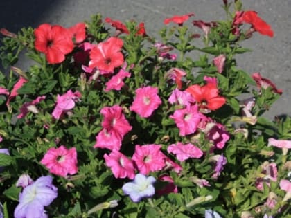 Пик жары ожидается 10 -11 июля. Затем - понижение температуры