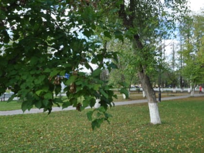 На следующей неделе в Пермский край придут дожди