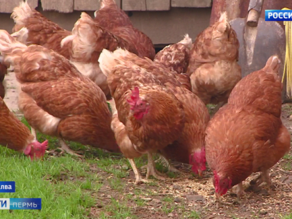 Управление Россельхознадзора: на территории Прикамья случаев высокопатогенного гриппа птиц не зарегистрировано