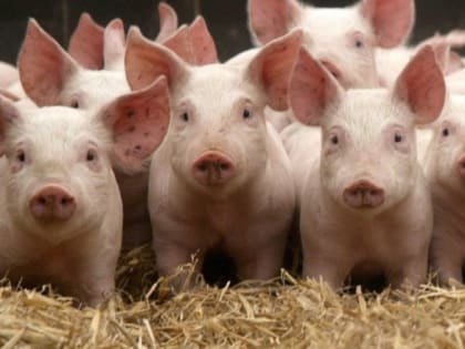 На территории Пермского края в продукции «Сосиски Баварские» (производитель ООО «Владимирский Стандарт») выявлен геном вируса африканской чумы свиней (АЧС)