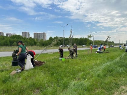 Молодогвардейцы приняли участие в высадке деревьев в честь памяти Северных юнг