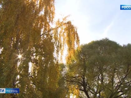 В первых числах октября в Прикамье ожидается потепление до +20 градусов