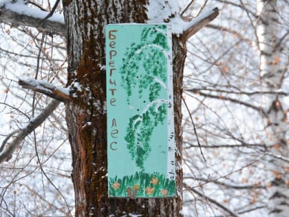 Из-за опасных жуков-короедов в Пермском крае вырубят 17 гектаров леса