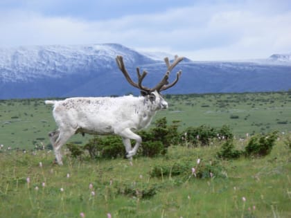 В Пермском крае власти хотят создать национальный парк «Северный олень»