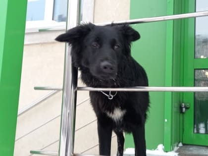 Учёные поставили точку в спорах: могут ли собаки «унюхать» болезнь у хозяина