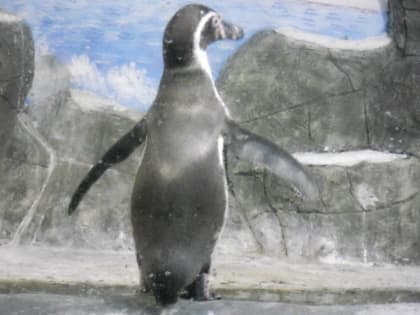 В новом зоопарке Перми появятся пингвины, морские котики, фламинго и другие обитатели