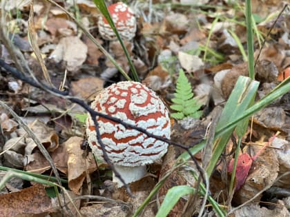 Мухоморы есть можно. Но некоторые  – только один раз