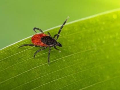 В Прикамье от укусов клещей пострадали почти 13 тысяч человек