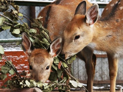 Депутаты Перми поддержали решение о передаче зоопарка на баланс края