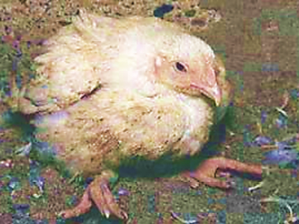 ПАМЯТКА ДЛЯ НАСЕЛЕНИЯ МЕРЫ ПО ПРОФИЛАКТИКЕ ГРИППА ПТИЦ 