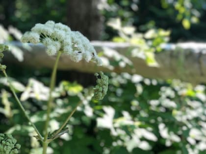 В Прикамье из борщевика Сосновского начнут делать лекарства