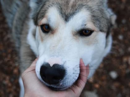 Новый муниципальный приют в Перми вместит около 900 животных