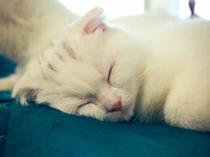 ​В Перми пройдет фестиваль-выставка животных из приютов