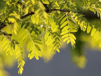 Жара вернется в Пермский край на следующей неделе