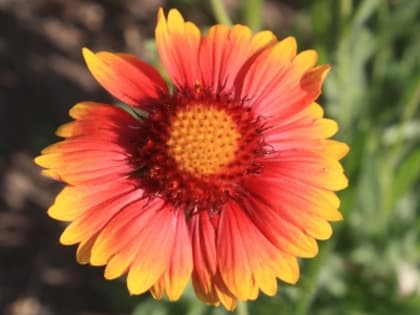 Ожидается жара до +32 градусов