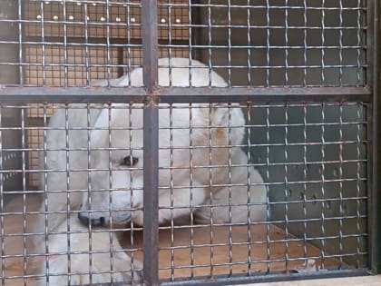 Белый медведь из Перми переехал в Московский зоопарк