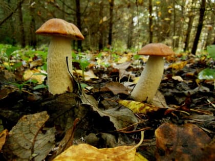 ​На этой неделе в Пермском крае прогнозируется бабье лето