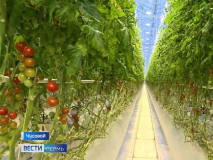 В Чусовском районе введен карантин из-за вирусов, поразивших томаты