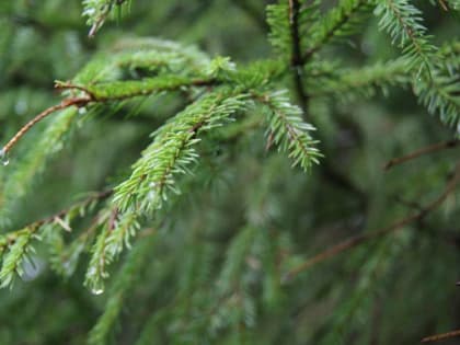 ​Существованию пихтового леса в Пермском крае угрожает жук Полиграф