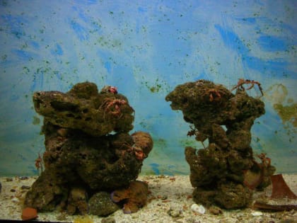 Власти района в Перми объяснили, почему нельзя оставить экзотеррариум в общественном центре