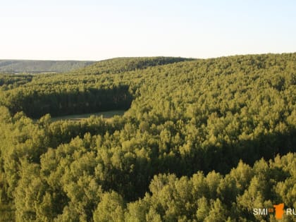 Житель Кунгура обвиняется в незаконной рубке леса на сумму более 17 миллионов рублей