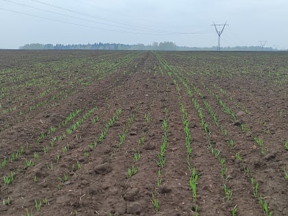 Сев яровых культур в Кунгурском округе стартовал раньше обычного срока