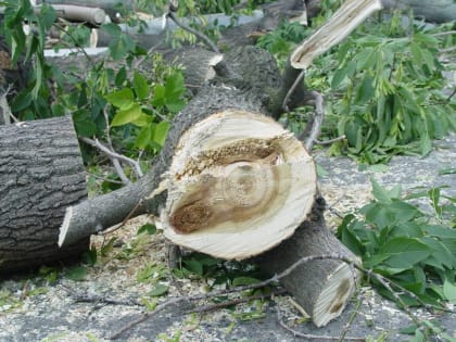 ​В Пермском крае троих мужчин обвиняют в незаконной рубке деревьев на 60 млн рублей