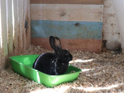 ​В новый зоопарк в Перми начали перевозить животных