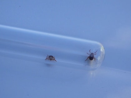 С начала сезона клещи покусали более 300 жителей Пермского края