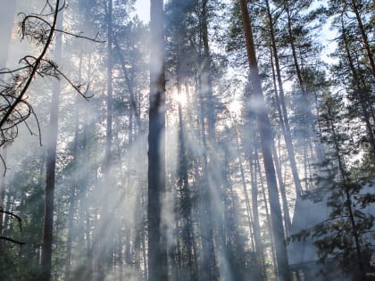 В Пермском крае горит лес на площади 20 тысяч квадратных метров