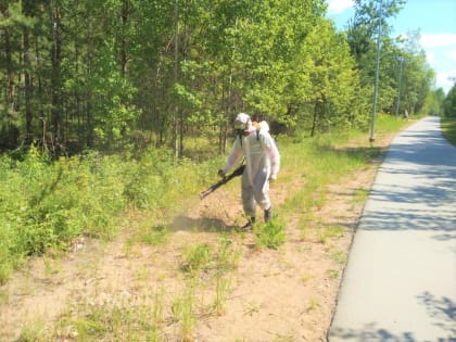 В городских лесах Перми стартовал первый этап противоклещевой обработки