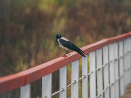 «Такой погоды не было с 2013 года»: в Пермском крае потеплеет до +5 градусов и пойдут дожди