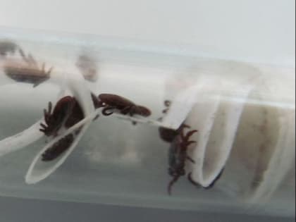 В Чайковском выявлен случай заражения клещевым энцефалитом