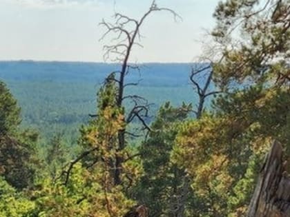 ​Число обращений из-за укусов клещей в Пермском крае выросло до 7,3 тысяч