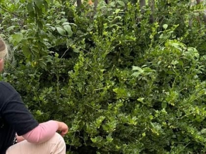 Самые полезные ягоды: уничтожают раковые клетки и снимают воспаление без «химии»