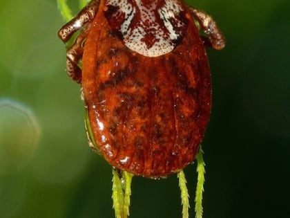 Количество пострадавших от укусов клещей в Пермском крае достигло 12 948 человек