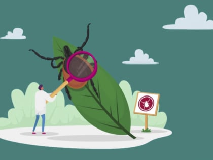 В Прикамье с начала сезона в медучреждения региона с укусами клещей обратились свыше 270 жителей