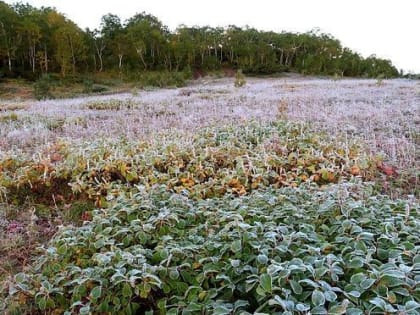 Пик заморозков в Пермском крае придется на ночь 20 июня