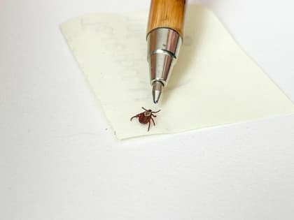 В Прикамье с начала сезона от укусов клещей пострадало 132 человека