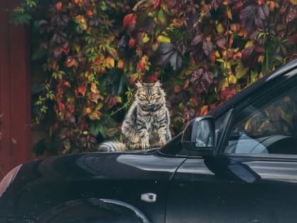 В начале следующей недели в Пермском крае ожидается потепление до +20 градусов