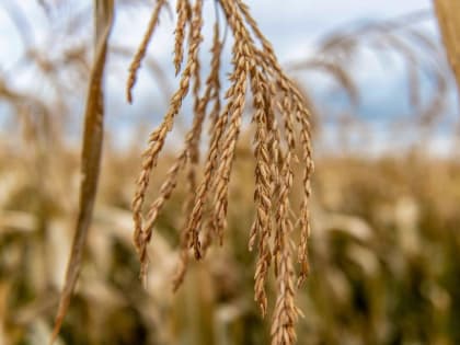 В Прикамье в 2022 году был собран рекордный за десять лет урожай зерновых 