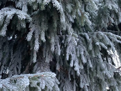 ​В новогодние праздники в Пермском крае ожидаются морозы до -38°