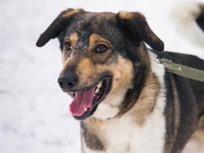 Власти Прикамья ужесточат правила содержания и выгула домашних животных